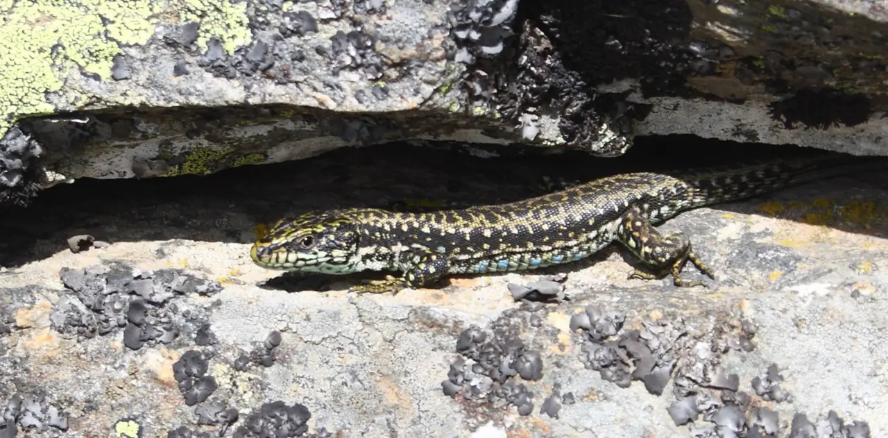  Ejemplar de lagartija carpetana. - MUSEO NACIONAL DE CIENCIAS NATURALES (MNCN-CSIC) 