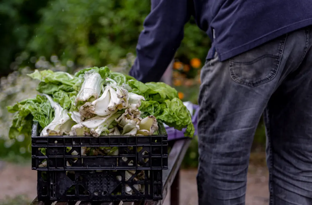  Archivo - Acelgas en Madrid (Espa&ntilde;a) a 12 de mayo de 2020. - Ricardo Rubio - Europa Press - Archivo 