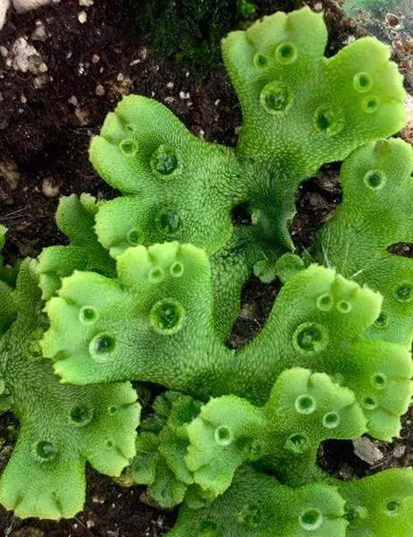  Marchantia Polymorpha, plantas medicinales. ARCHIVO 
