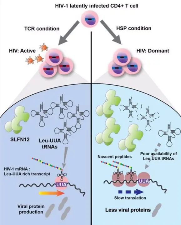  Resumen gr&aacute;fico del hallazgo - UPF 