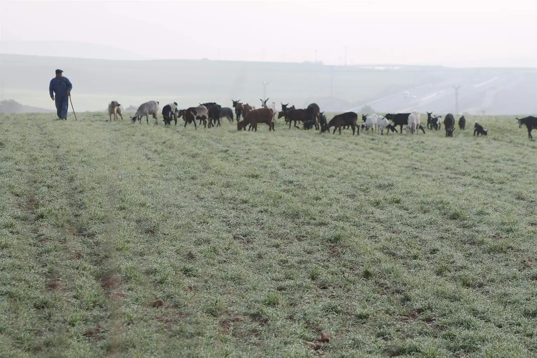  PASTOR, OVEJAS, GANADO, GANADERO 