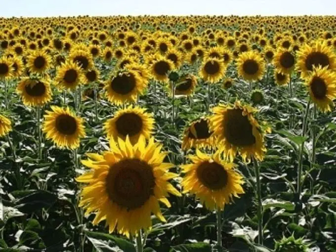  Cultivo de girasol. Imagen de archivo 