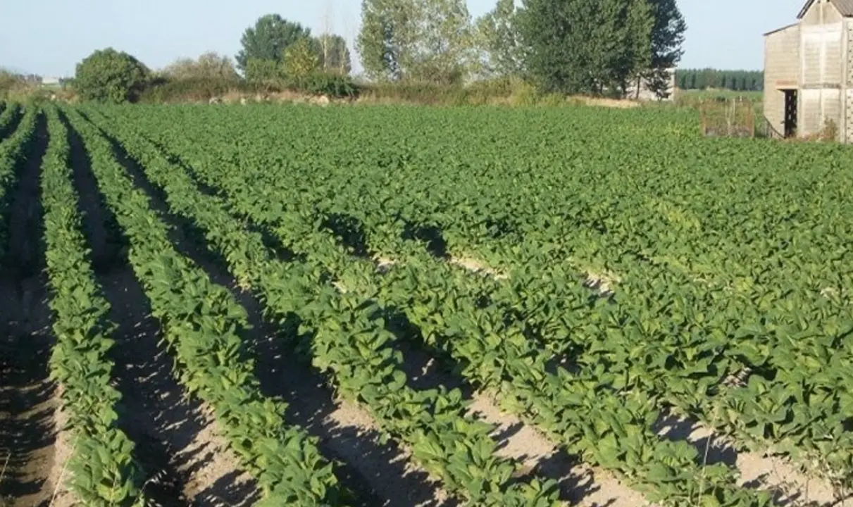  Archivo - Plantaci&oacute;n de tabaco - JUNTA DE EXTREMADURA - Archivo 