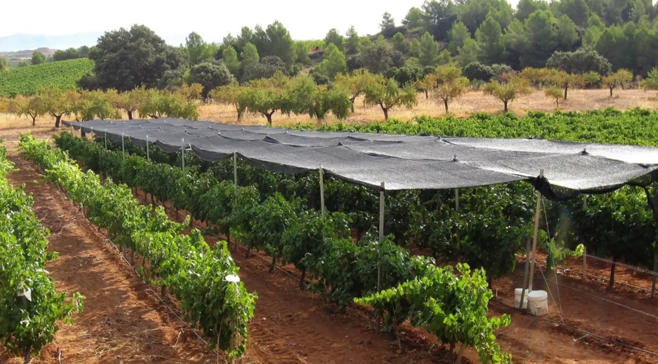  Imagen del sombreado realizado en el vi&ntilde;edo comercial de macabeo. El sombreado negro redujo la radiaci&oacute;n incidente en un 50%. - D.S. INTRIGLIOLO. 