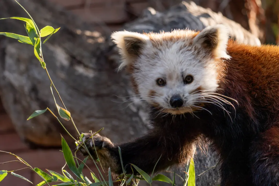  PANDA Zoo Fuengirola 