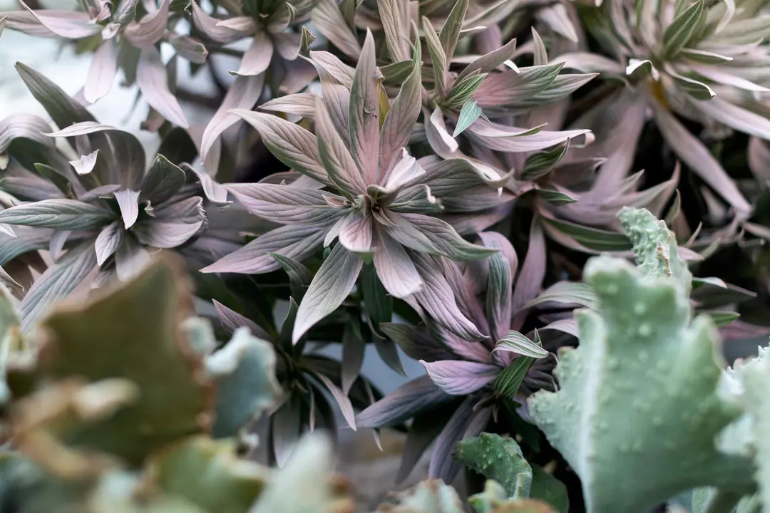  &copy;FestivalFLORA.LauraMartinezLombardia28 