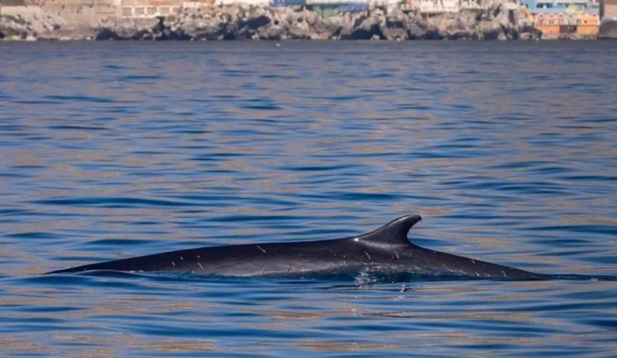  Rorcual com&uacute;n en las playas de La L&iacute;nea. - ECOLOCALIZA 
