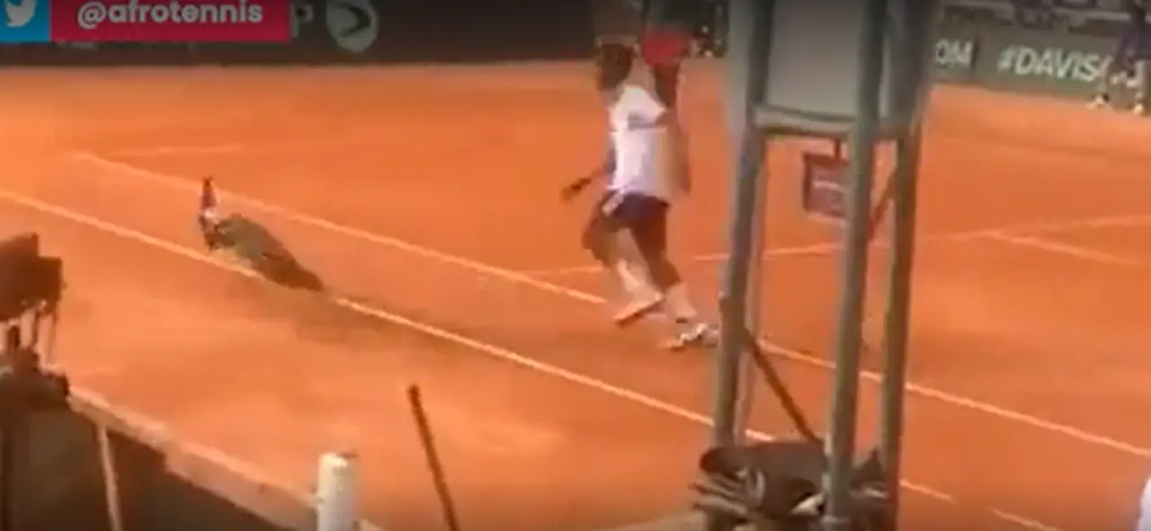  El pavo que invadi&oacute; la pista de tenis 