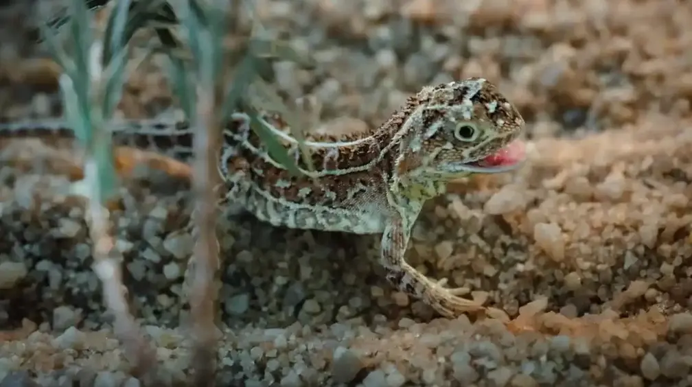  Drag&oacute;n sin orejas de las praderas de Victoria. Fotograf&iacute;a: Zool&oacute;gico de Melbourne 