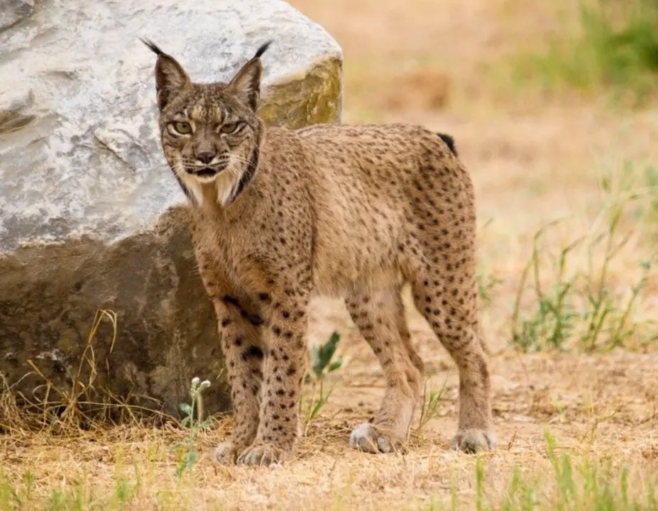 Ejemplar de lince Ib&eacute;rico. - CSIC 