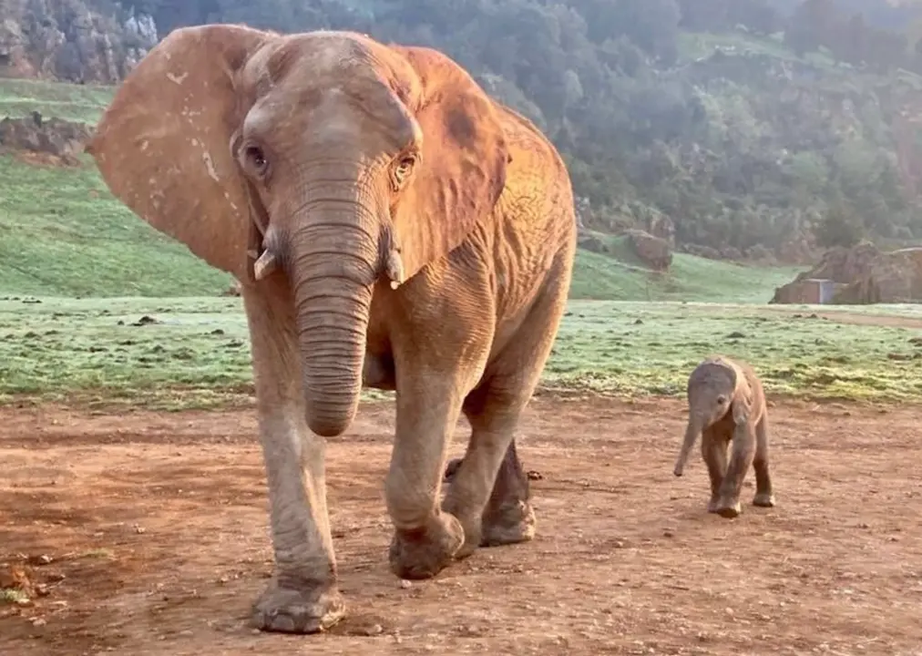 Archivo - Elefante. - GOBIERNO DE CANTABRIA - Archivo 
