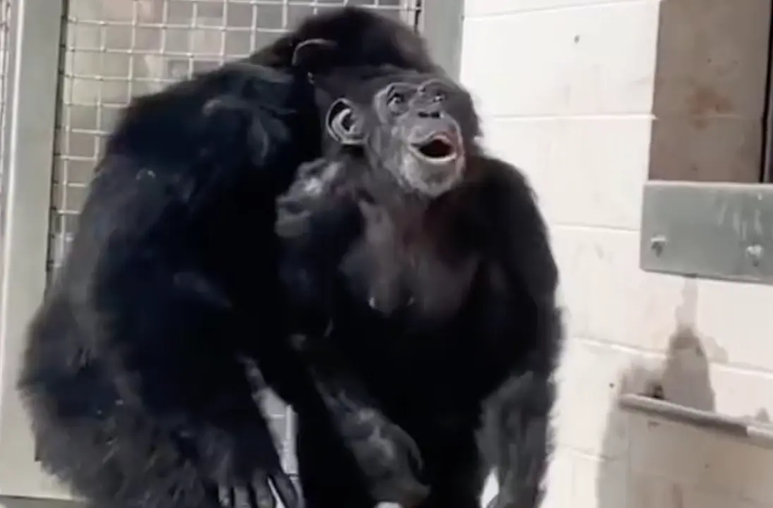  Vanilla al ver el cielo por primera vez 