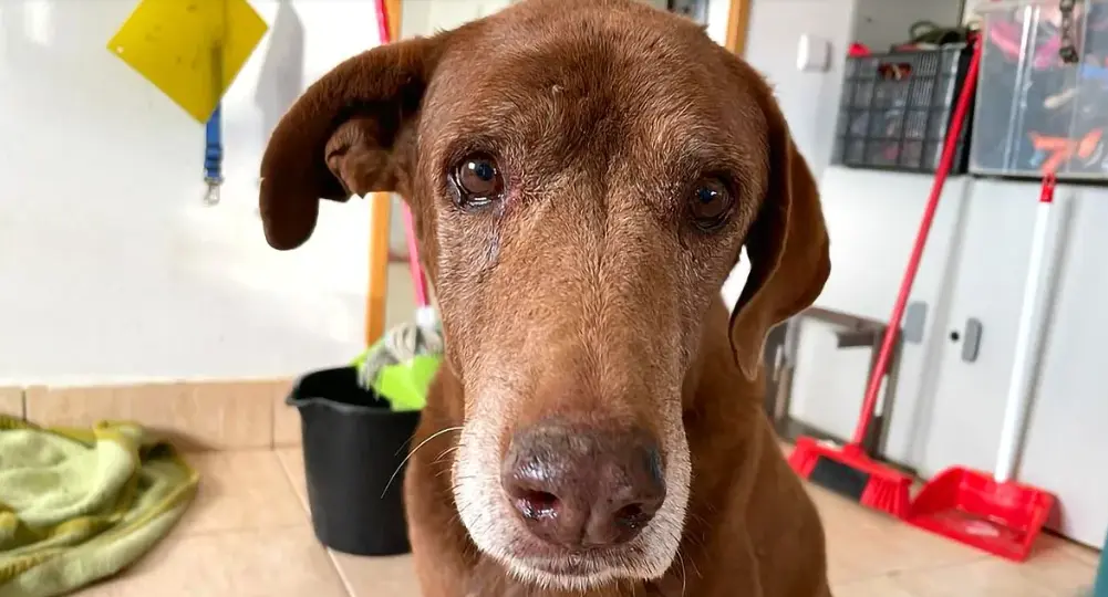  REFUGIO CANINO LA RESERVA 