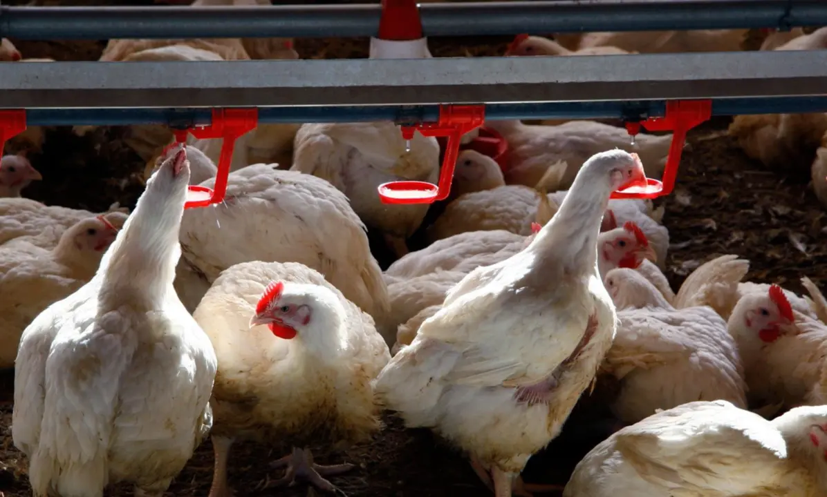  Archivo - Gallinas en la granja - UPA - Archivo 