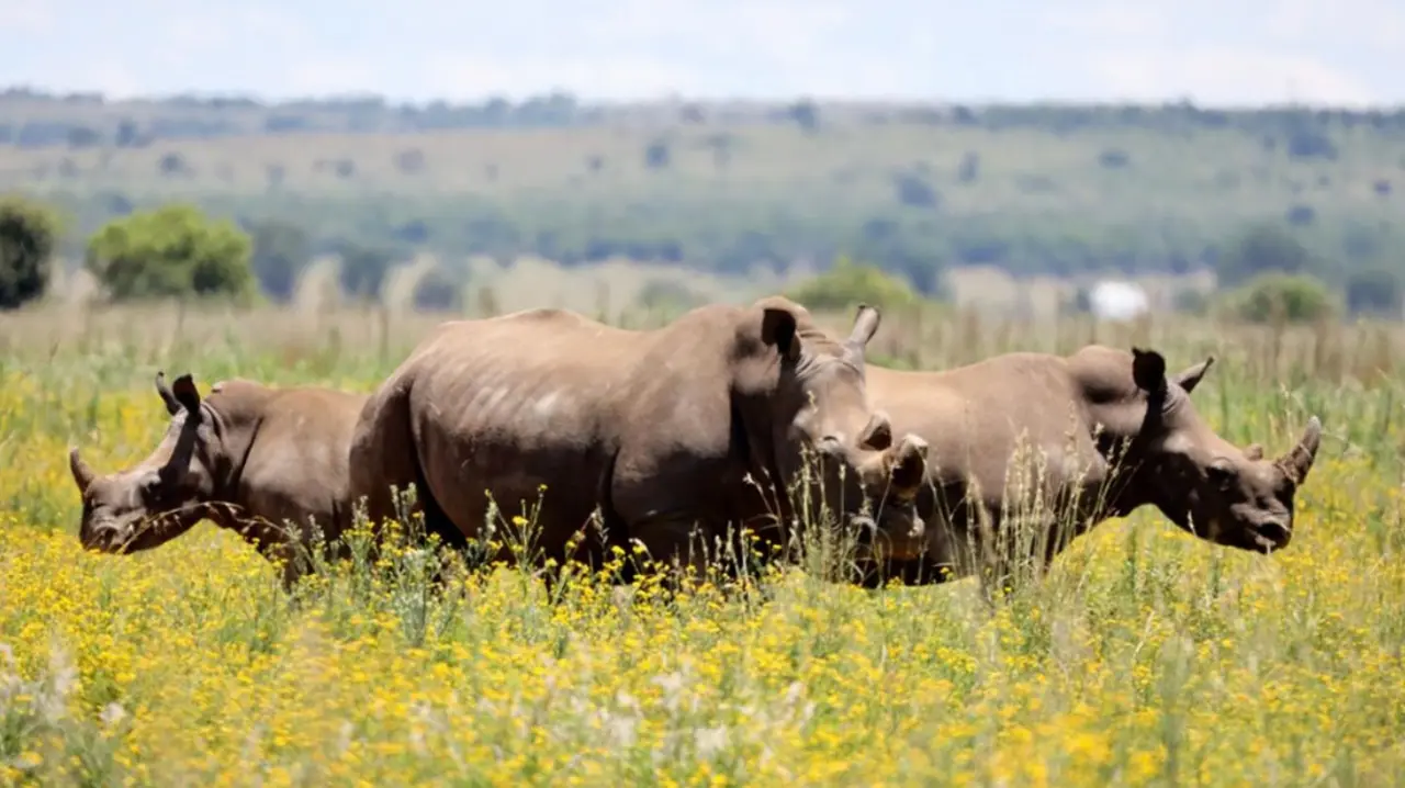  3 de los 2.000 rinocerontes blancos del sur. Rinoceronte Platino 
