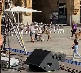  Un perro empuja a su due&ntilde;a en silla de ruedas - Captura de pantalla del v&iacute;deo 