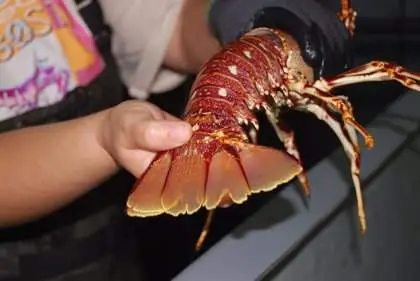  Langosta - Europapress 