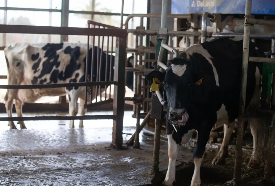  Archivo - Industria l&aacute;ctea - Isabel Infantes - Europa Press - Archivo 