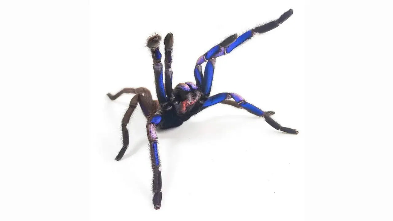  Ara&ntilde;a azul 