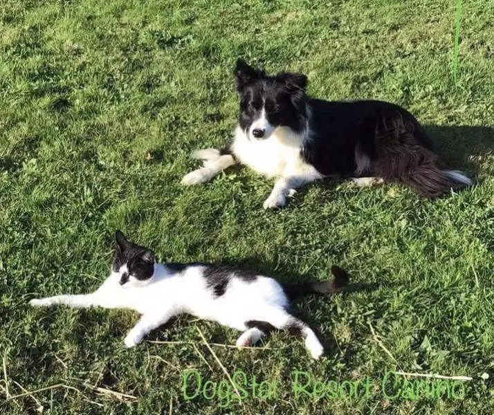 Animales dom&eacute;sticos. Perro. Gato. Servicio de recogida de animales 