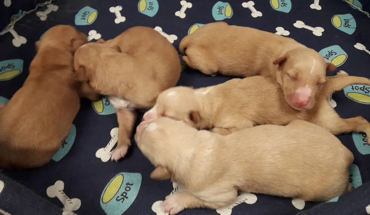  Np Depo Caan Rescate Cachorros A Ca&ntilde;iza - DIPUTACI&Oacute;N DE PONTEVEDRA 