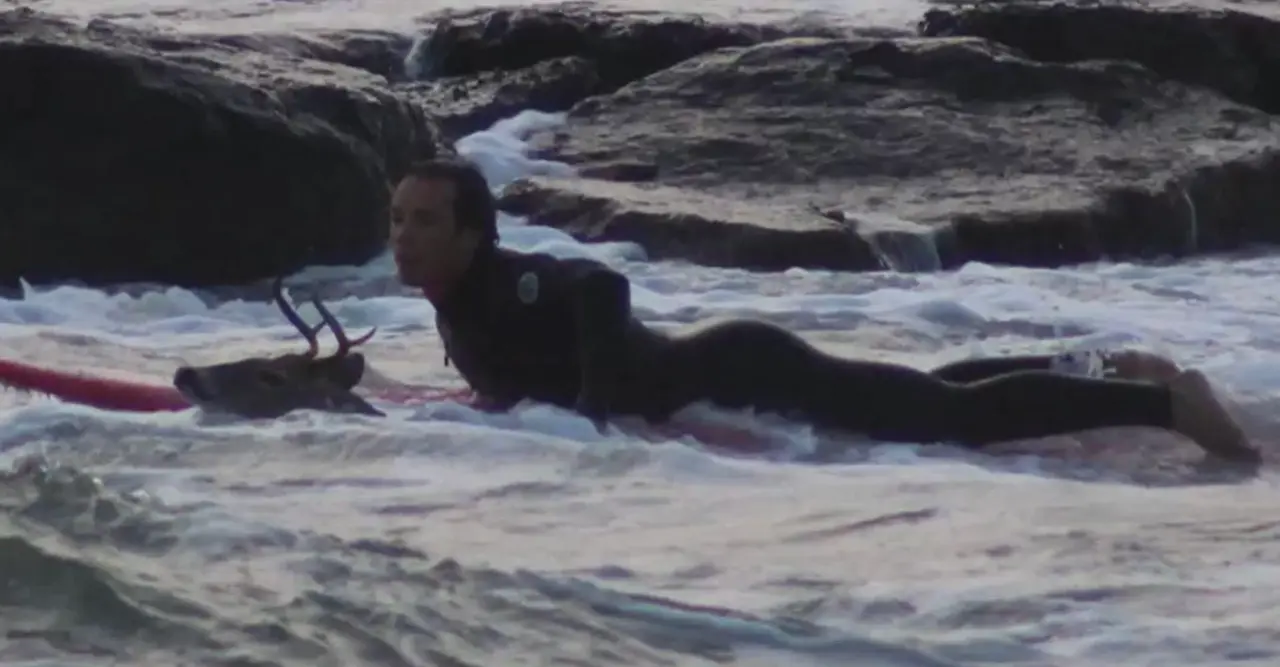  Momento del rescate del ciervo 