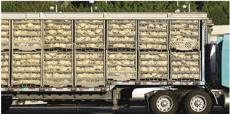  Cami&oacute;n de pollos. ARCHIVO 