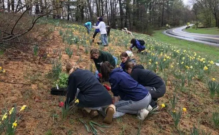  Weed Warriors plantando especies nativas - recuperadas de los parques del condado de Montgomery 