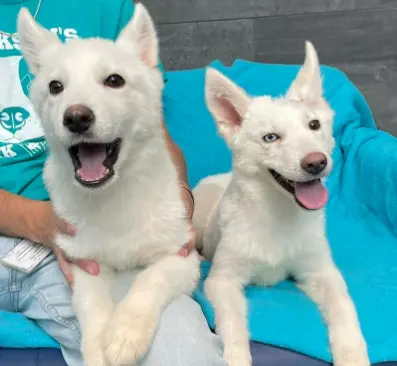  Cachorros de Husky adoptados 