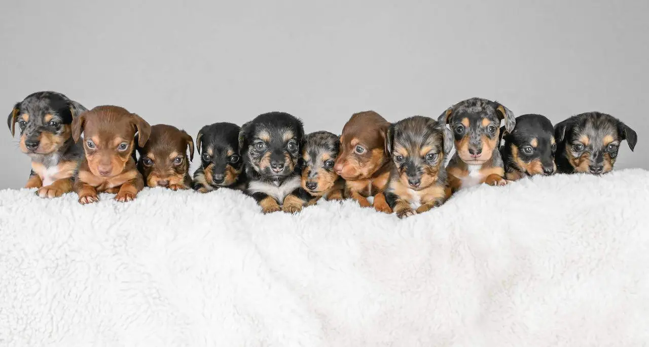  Los cachorros de Winnie a las 4 semanas &ndash; Rayma Jones / SWNS 