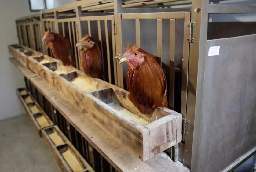  Varios capones en jaulas en la granja de Vilalba para la Feira do Cap&oacute;n, a 20 de diciembre de 2022, en Goiriz, Vilalba, Lugo, Galicia (Espa&ntilde;a). 