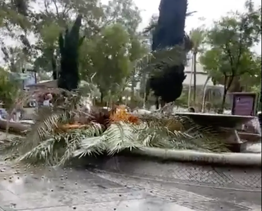  Palmera ca&iacute;da en Avda. Victoria 