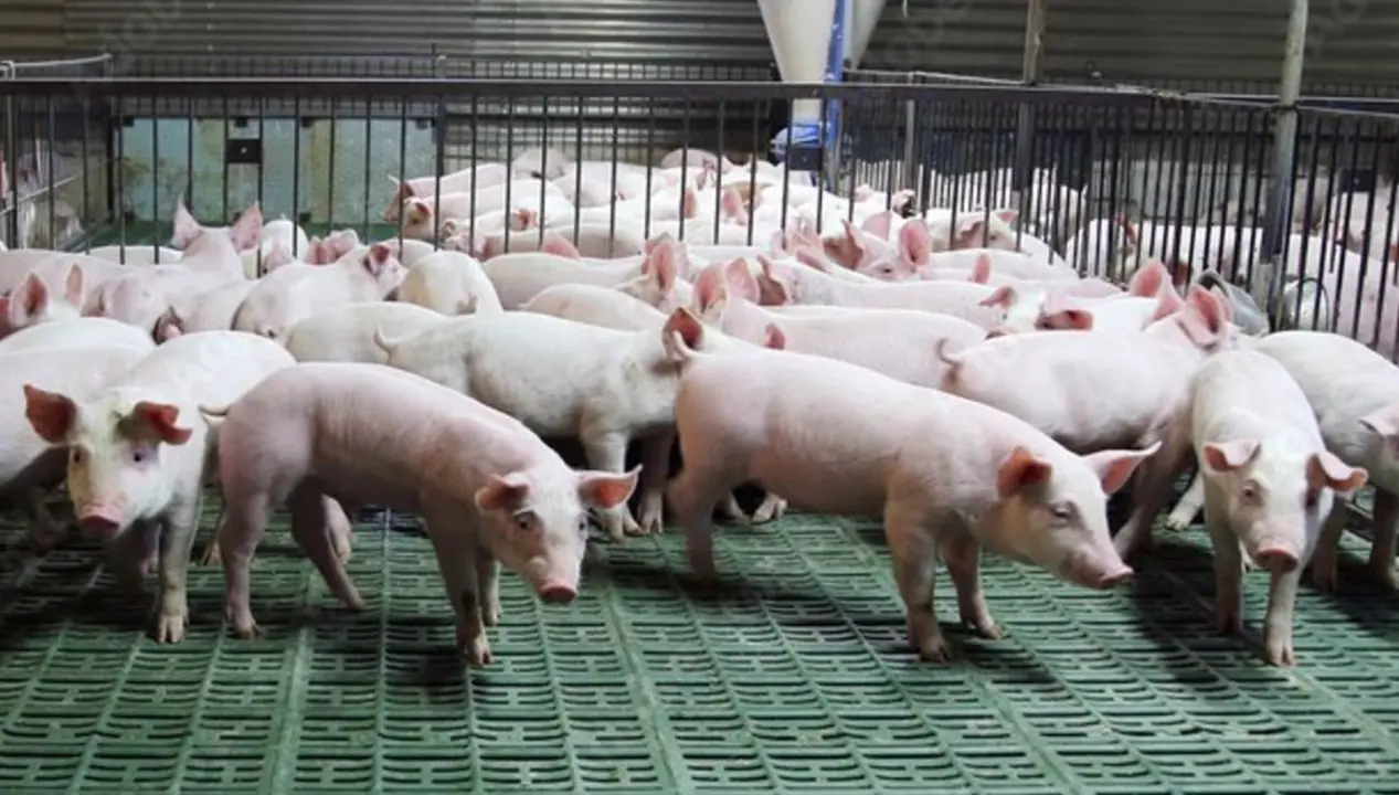  Archivo - Granja de porcino. - GOBIERNO DE ARAG&Oacute;N - Archivo 