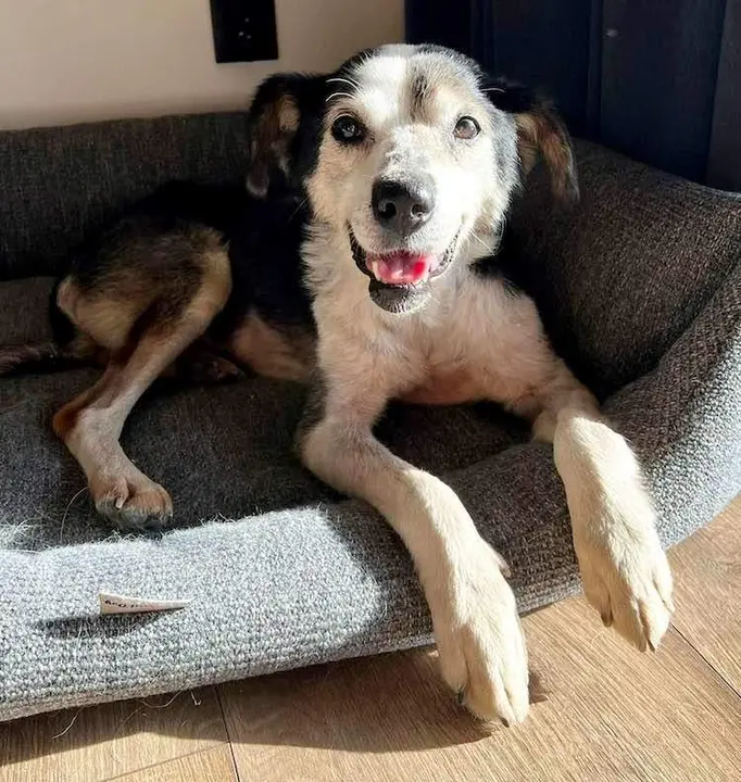  Perro rescatado de la guerra de Ucrania 