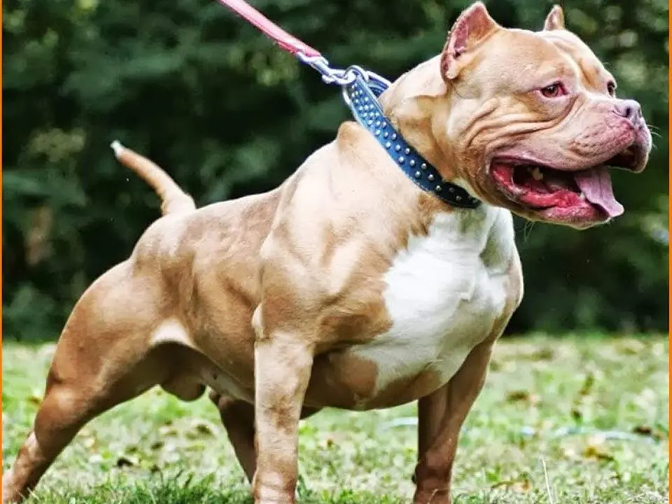  Un ejemplar de American Bully 