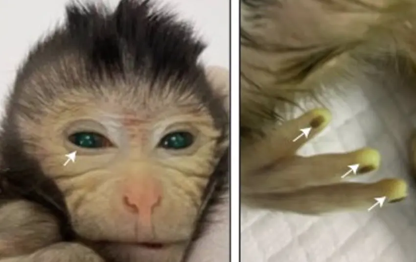  Mono quim&eacute;rico nacido en el Laboratorio de Shang&aacute;i en China - CELL<br>MADRID, 10 Nov. (EUROPA PRESS) -<br><br>Un grupo de cient&iacute;ficos chinos junto al m&eacute;dico espa&ntilde;ol Miguel &Aacute;ngel Esteban del Instituto de Biomedicina y Salud de Guangzhou han anunciado el nacimiento en un laboratorio de Shang&aacute;i del primer mono quim&eacute;rico creado con c&eacute;lulas madre de otro embri&oacute;n que podr&iacute;a ayudar a la investigaci&oacute;n cient&iacute;fica de enfermedades y a la conservaci&oacute;n de especies en peligro de extinci&oacute;n, seg&uacute;n ha publicado la 