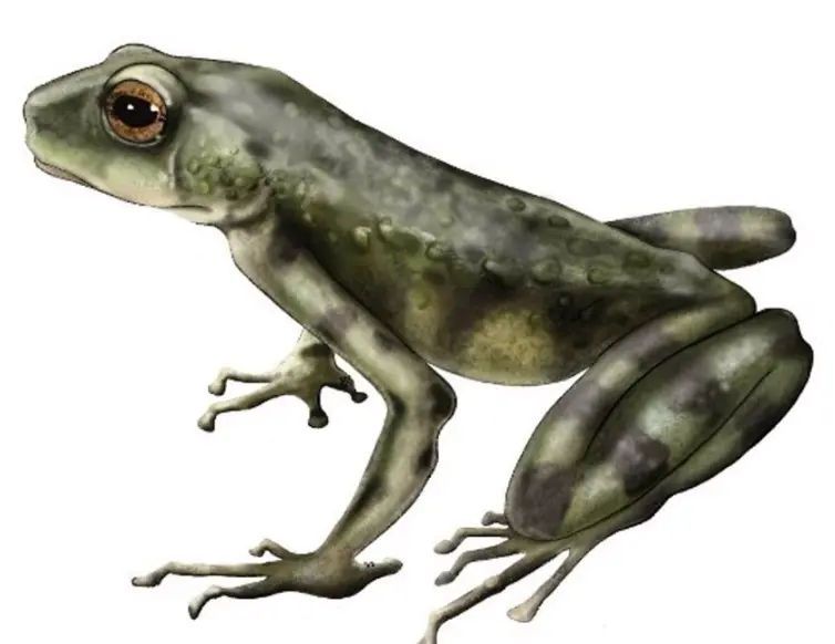  Representaci&oacute;n de la especie de l sapo volc&aacute;nico de Kenia Kenyaphrynoides vulcanis. 