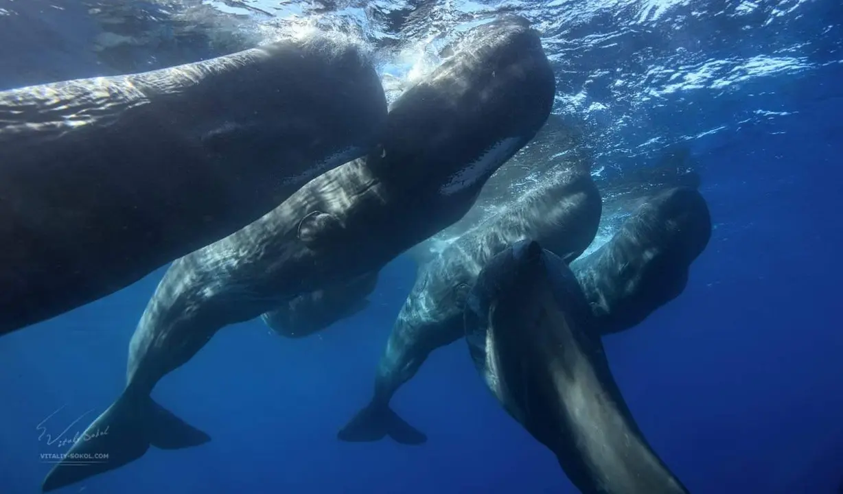 Ballenas 