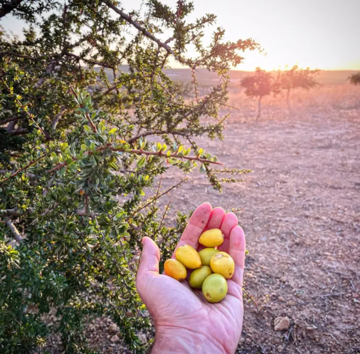  Frutos de arg&aacute;n recolectados por el grupo de trabajo de Cellbitec S.L. En su finca de C&oacute;rdoba. 