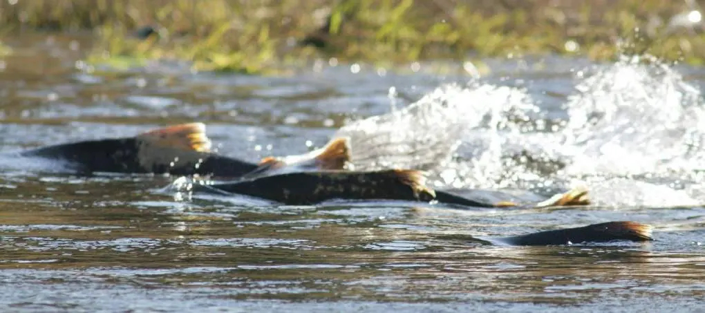  Salmones en el r&iacute;o 
