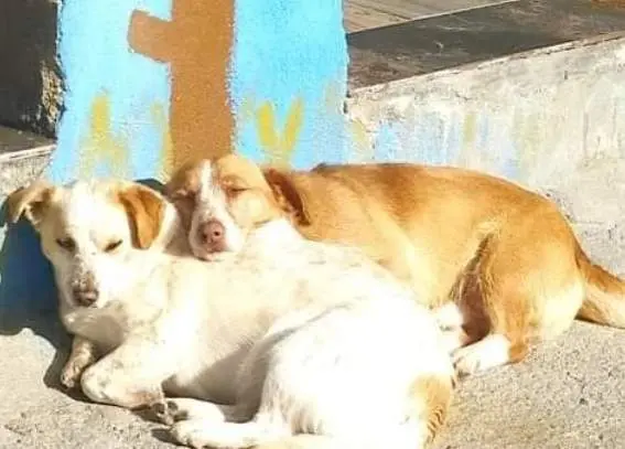  Bosco y Olivia. Imagen de Instagram 