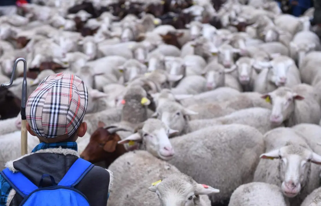  Archivo - Un pastor con el reba&ntilde;o de m&aacute;s de 1.000 ovejas que pasea por el centro de Madrid durante la Fiesta de la Trashumancia, en la plaza Mayor, a 23 de octubre de 2022, en Madrid (Espa&ntilde;a). - Fernando S&aacute;nchez - Europa Press - Archivo 