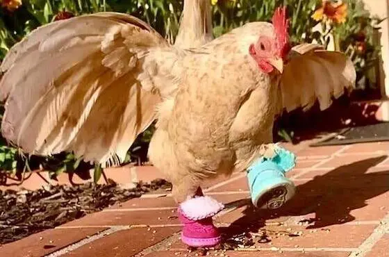  Gallo con zapatos 