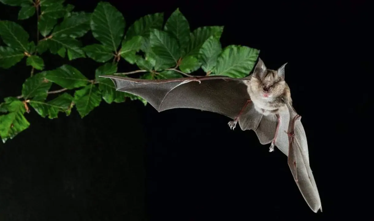  Archivo - Murci&eacute;lago - LAURA TORRENT ALSINA - Archivo 