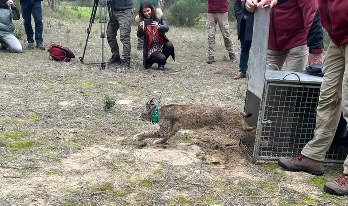  Imagen de la suelta de los dos ejemplares de lince ib&eacute;rico en el Parque Natural de Do&ntilde;ana. 