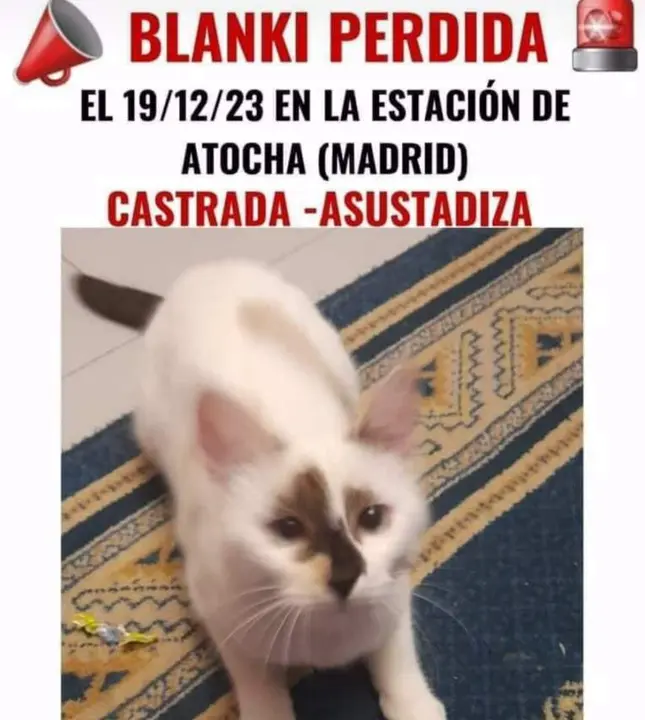  Protectoras piden a Renfe que puedan entrar voluntarios formados al t&uacute;nel de Atocha para rescatar a la gata extraviada 