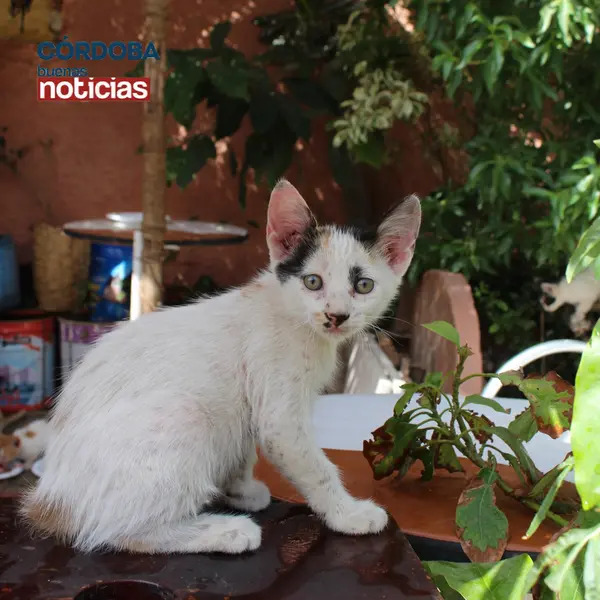  Gato | Adri&aacute;n Abad 