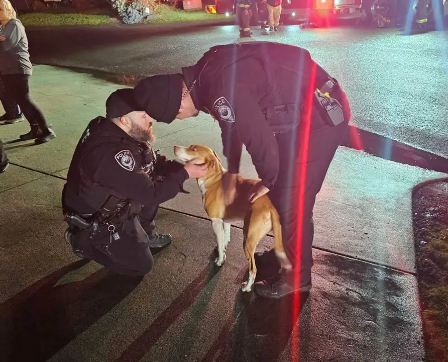  Perro h&eacute;roe de Arlington 