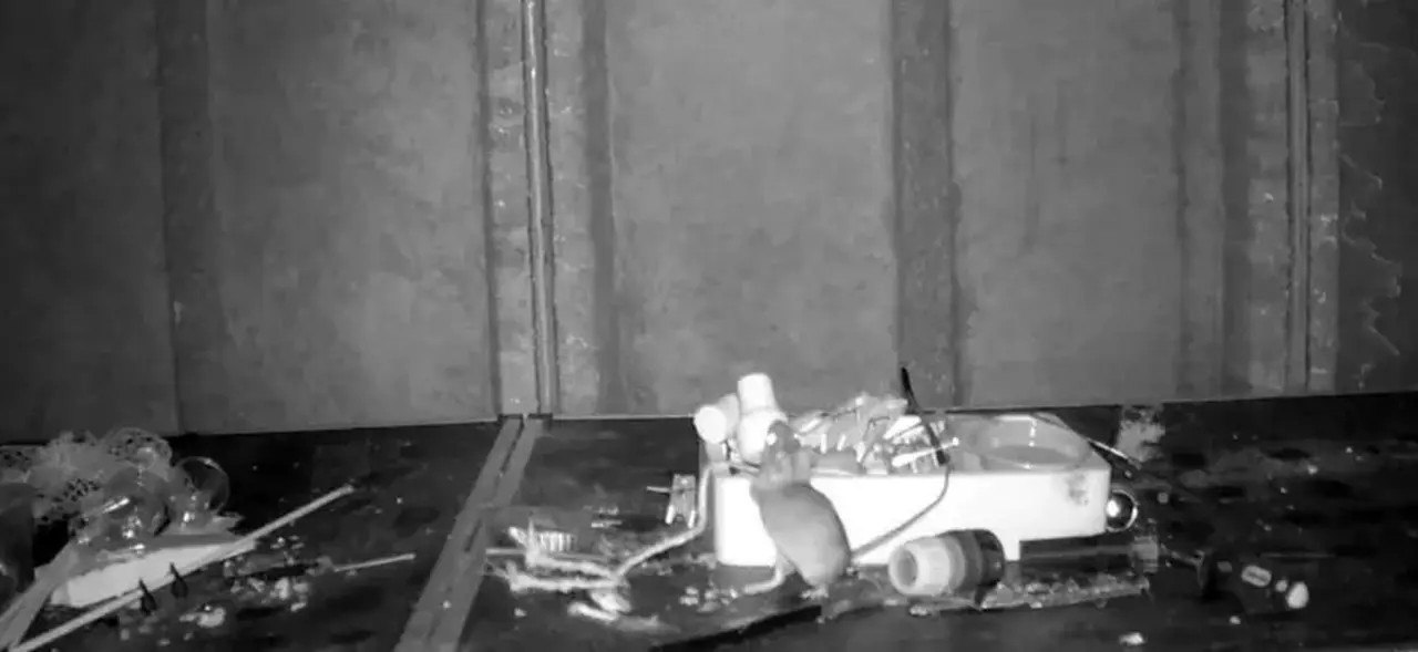  Un rat&oacute;n ordenando unas herramientas 