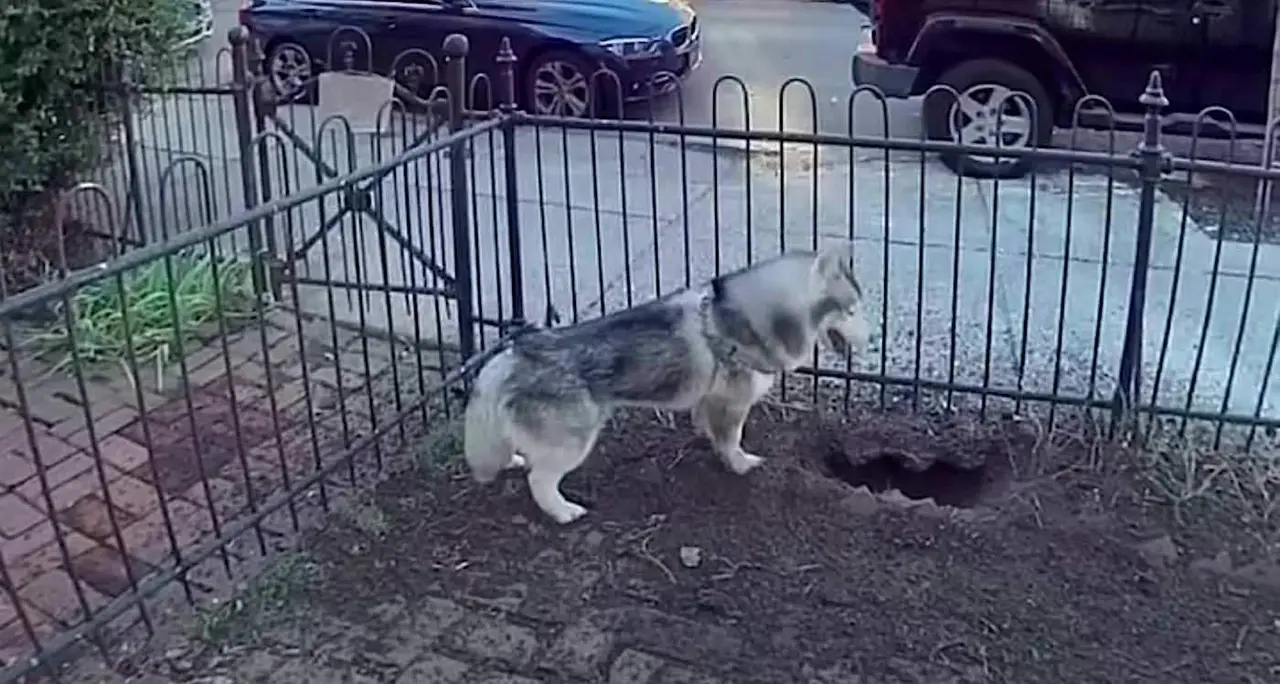  Husky que salv&oacute; a sus vecinos de una fuga de gas 